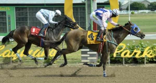 Horse racing lengthens stride despite pandemic