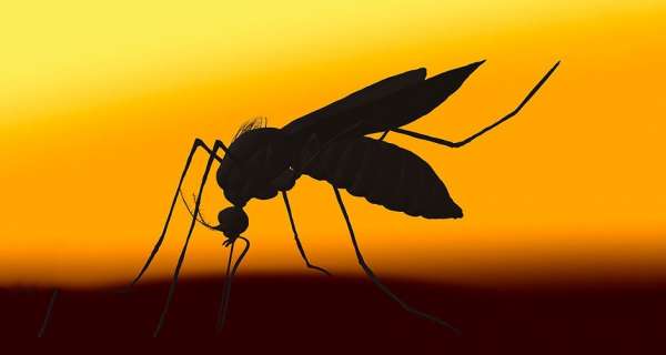 Westmoreland residents urged to maintain vigilance against dengue